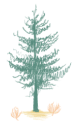 small hand-drawn coniferous tree